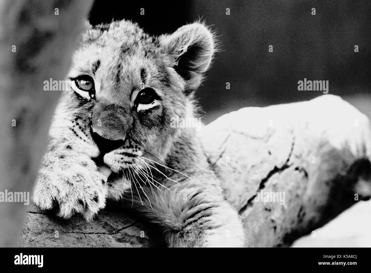 Black and white of an African Lion Cub licking his paw in Limpopo Province, South Africa Stock Photo