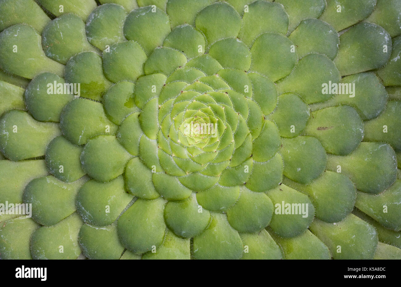 Aeonium tabuliforme leaves. Stock Photo