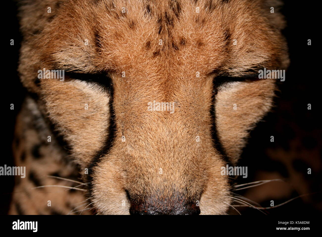 Cheetah face at night in Limpopo Province, South Africa Stock Photo