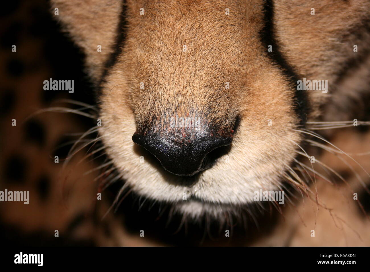 Cheetah nose at night in Limpopo Province, South Africa Stock Photo