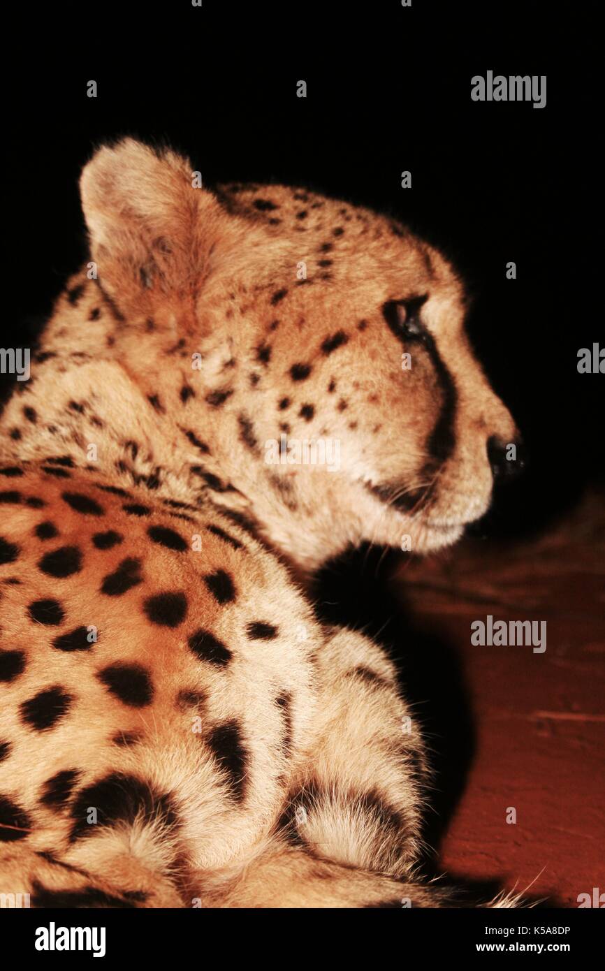 Cheetah face at night in Limpopo Province, South Africa Stock Photo