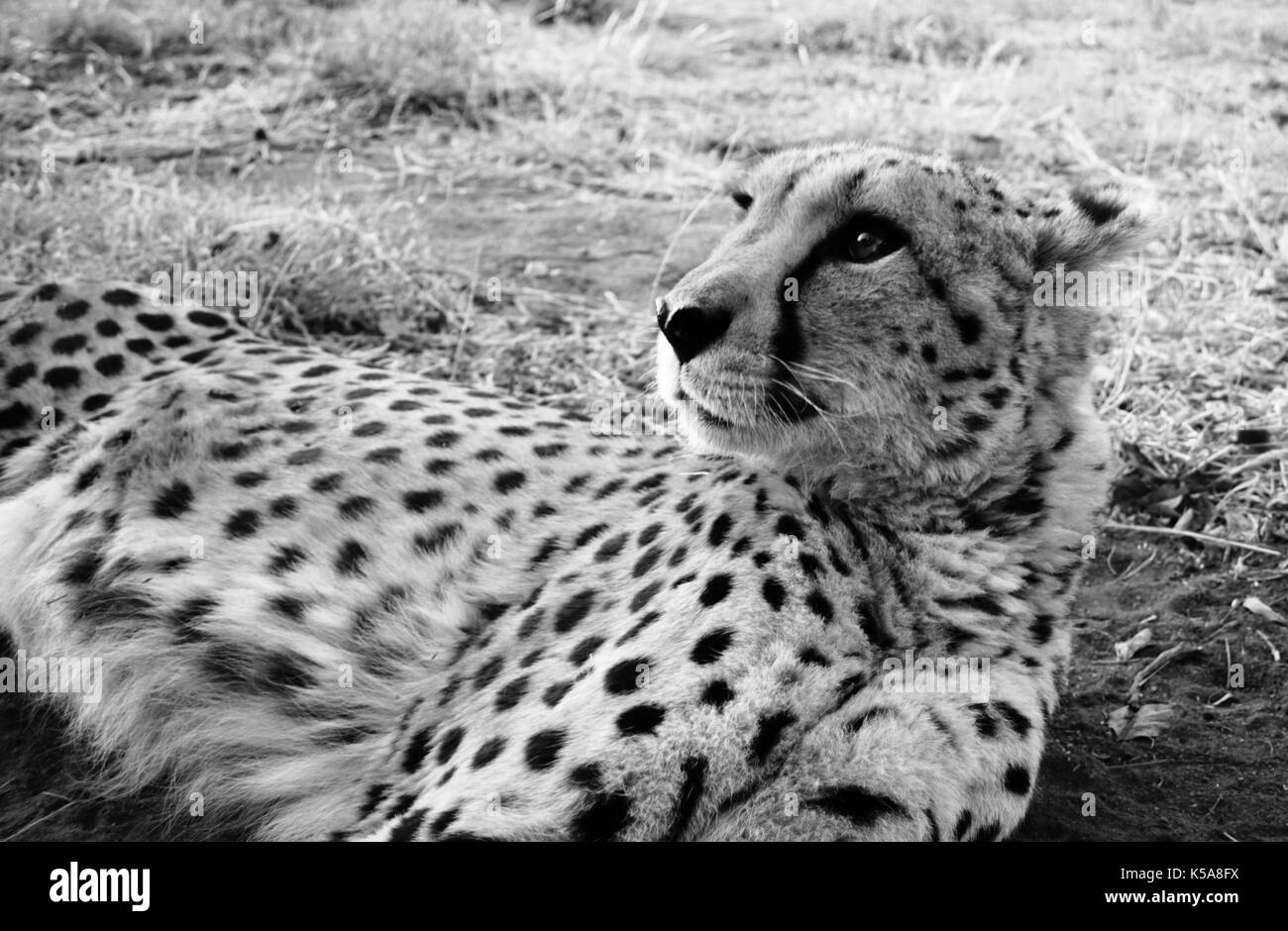 Black and white Cheetah lying down in Limpopo Province, South Africa Stock Photo