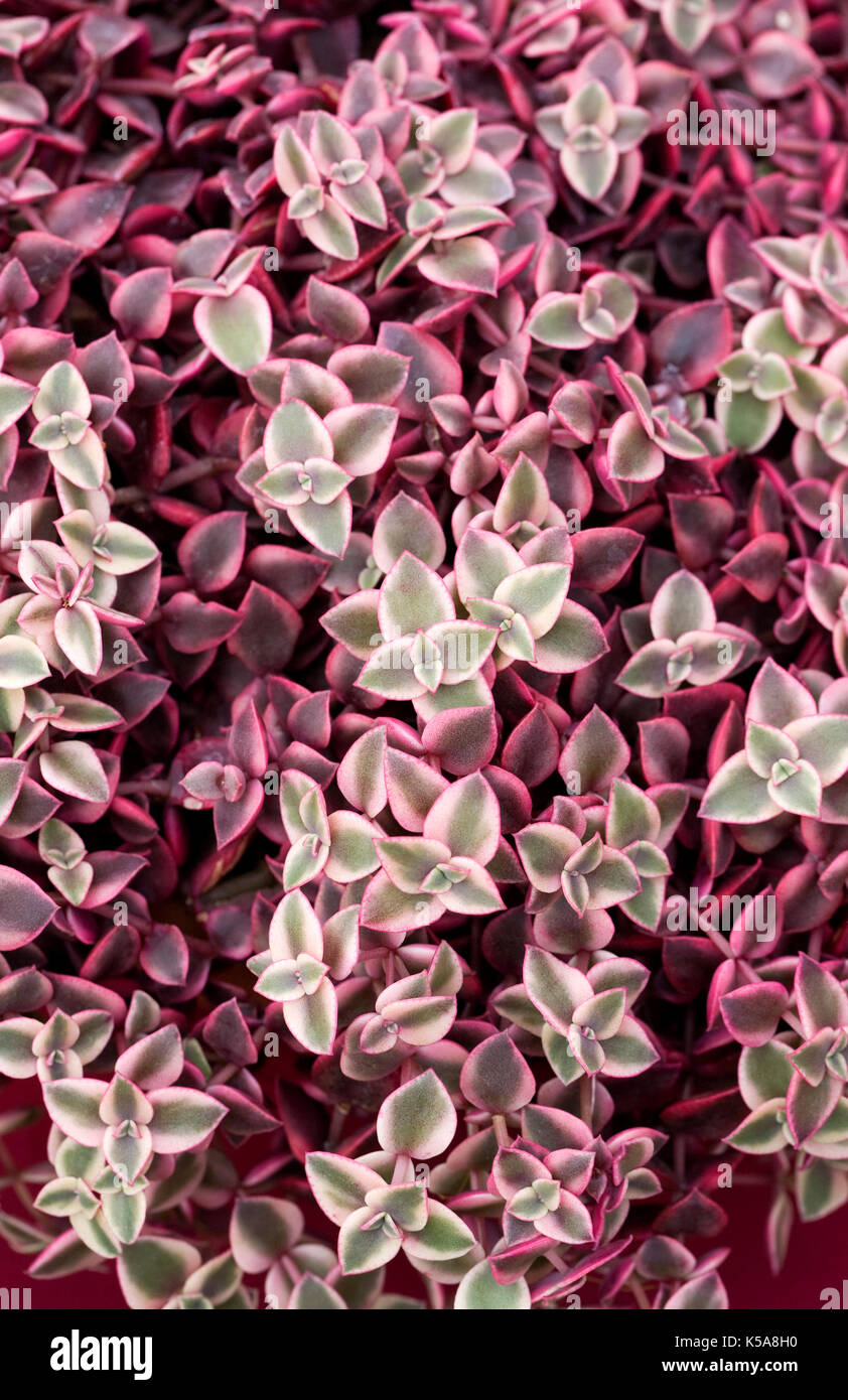 Crassula marginata variegata in September. Stock Photo