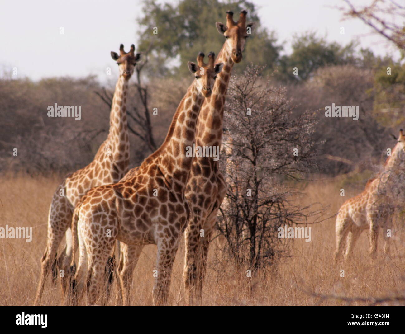 Herd of Giraffes looking at the camera in Limpopo Province, South Africa Stock Photo