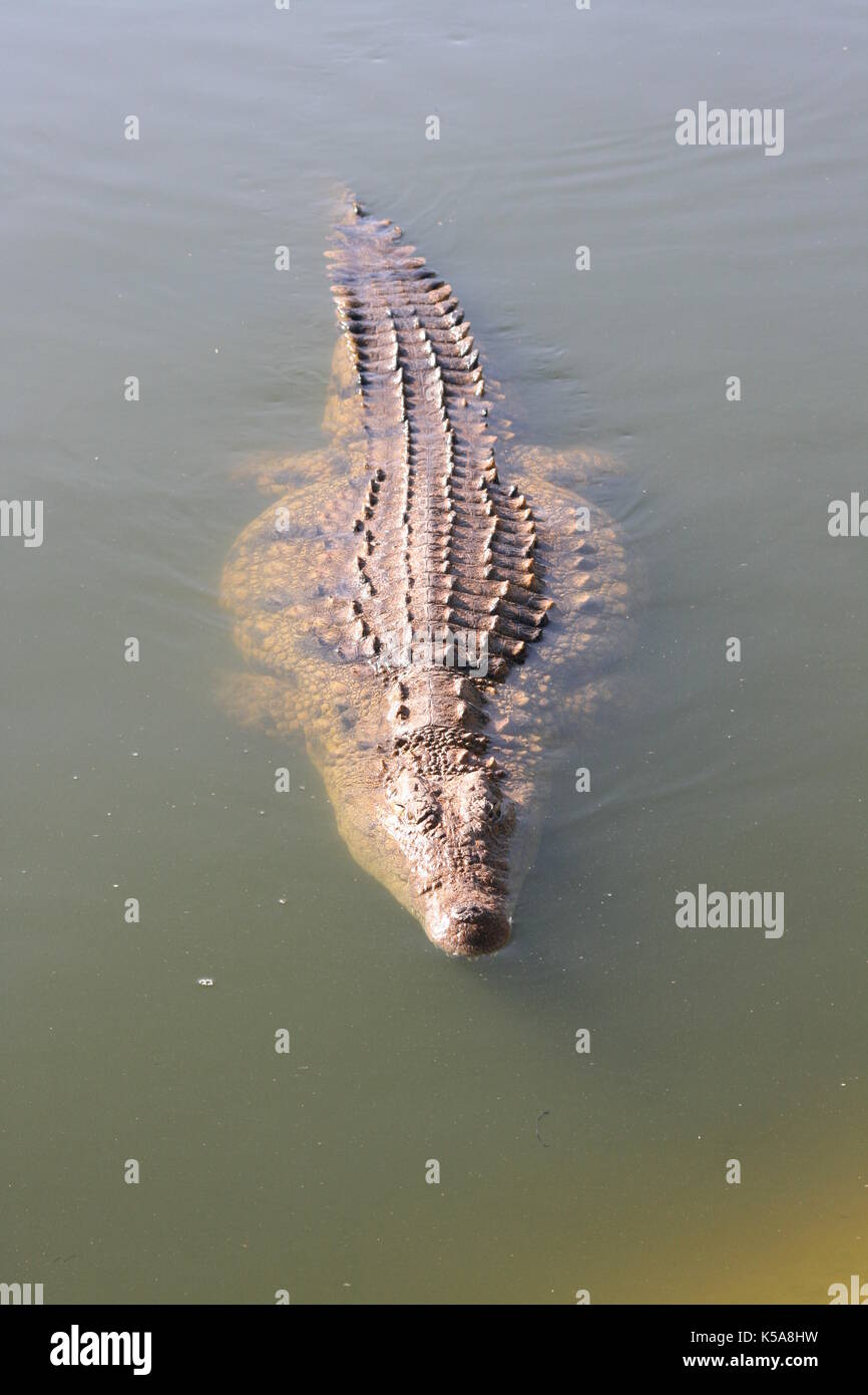 Crocodile wallpaper hi-res stock photography and images - Alamy