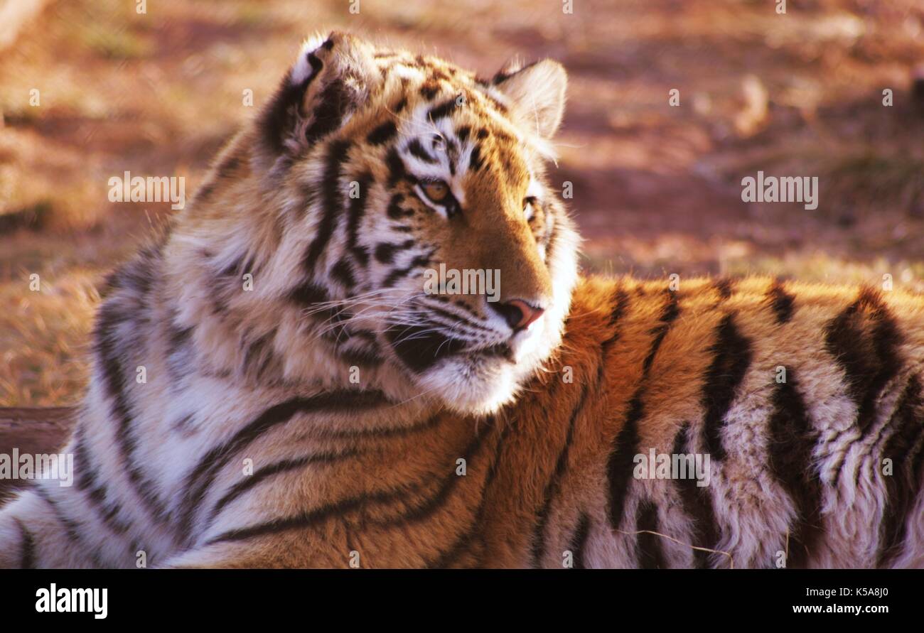 Siberian Tiger on a reserve in Limpopo Province, South Africa Stock Photo