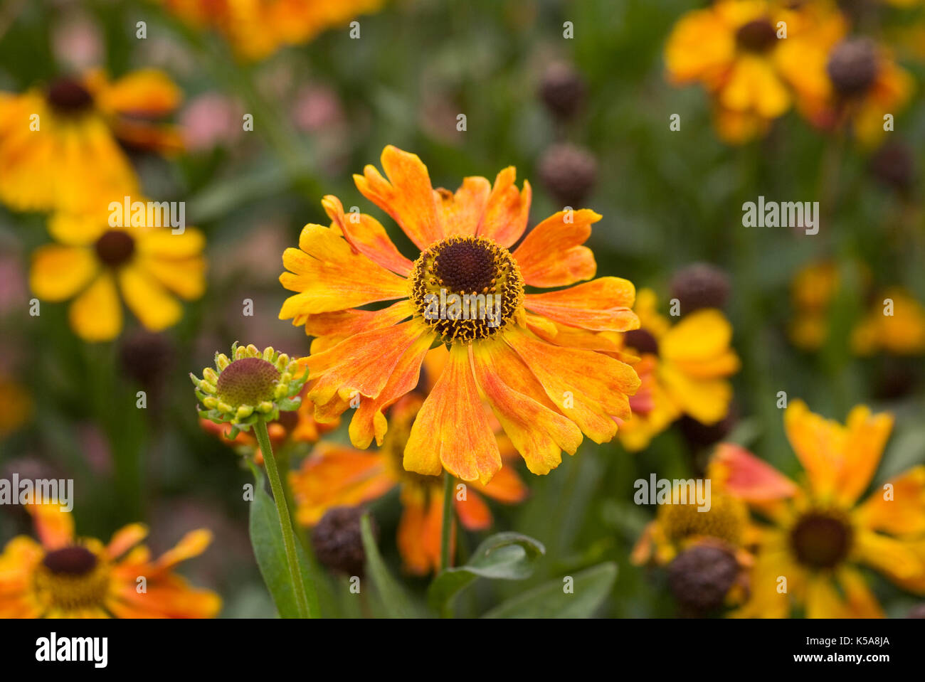 Helenium 'Waltraut' flowers. Stock Photo