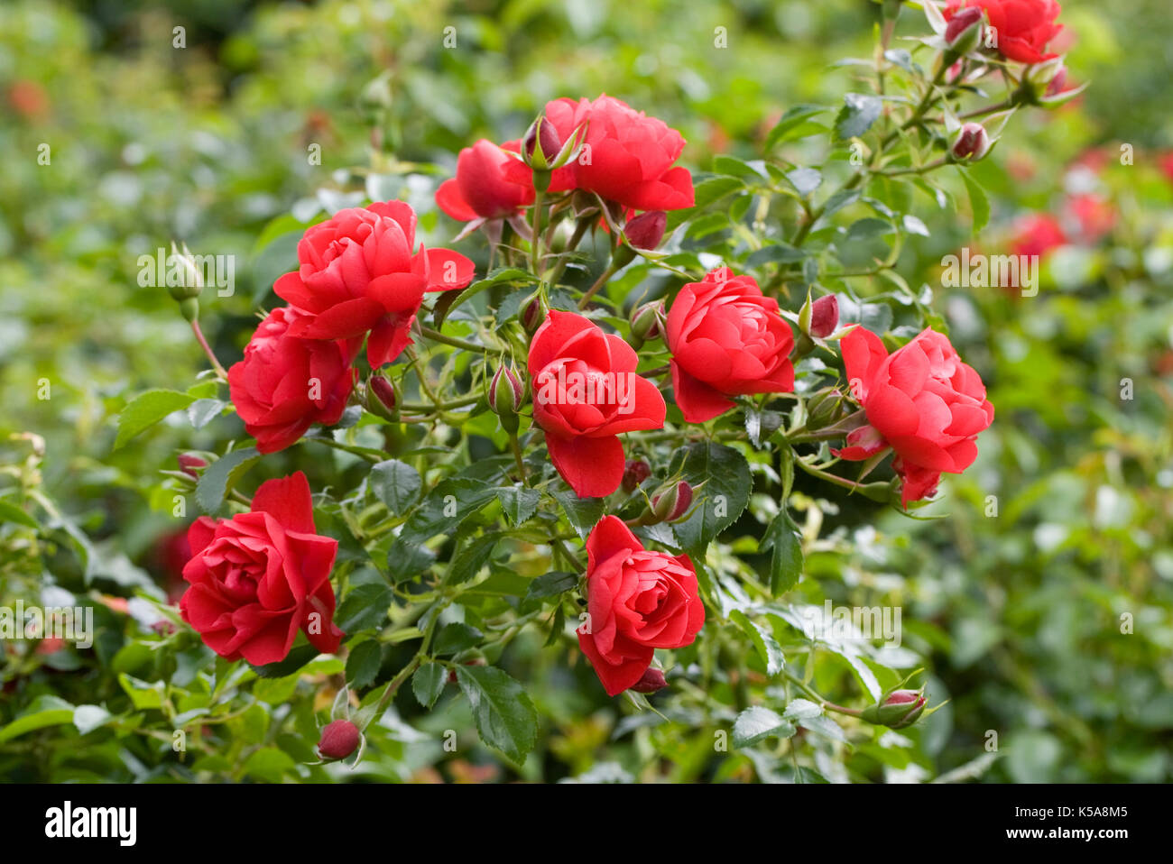 Rosa Flower Carpet Scarlet. Stock Photo