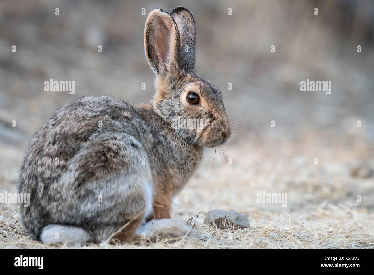 Mountain Cottontail Rabbit (Sylvilagus nuttallii), Montana, US Stock Photo