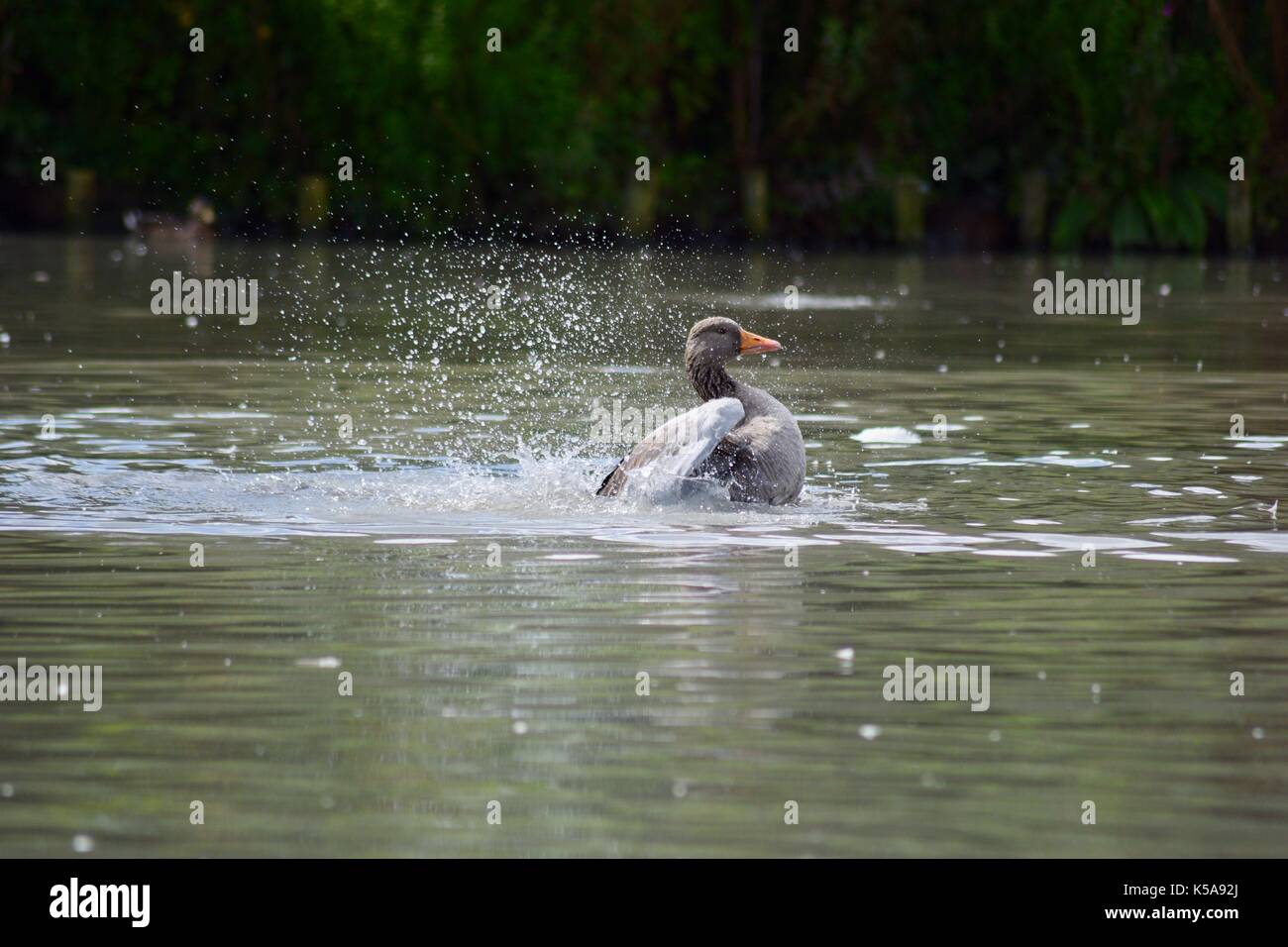 Birds from Slimbridge in Gloucester ducks Stock Photo