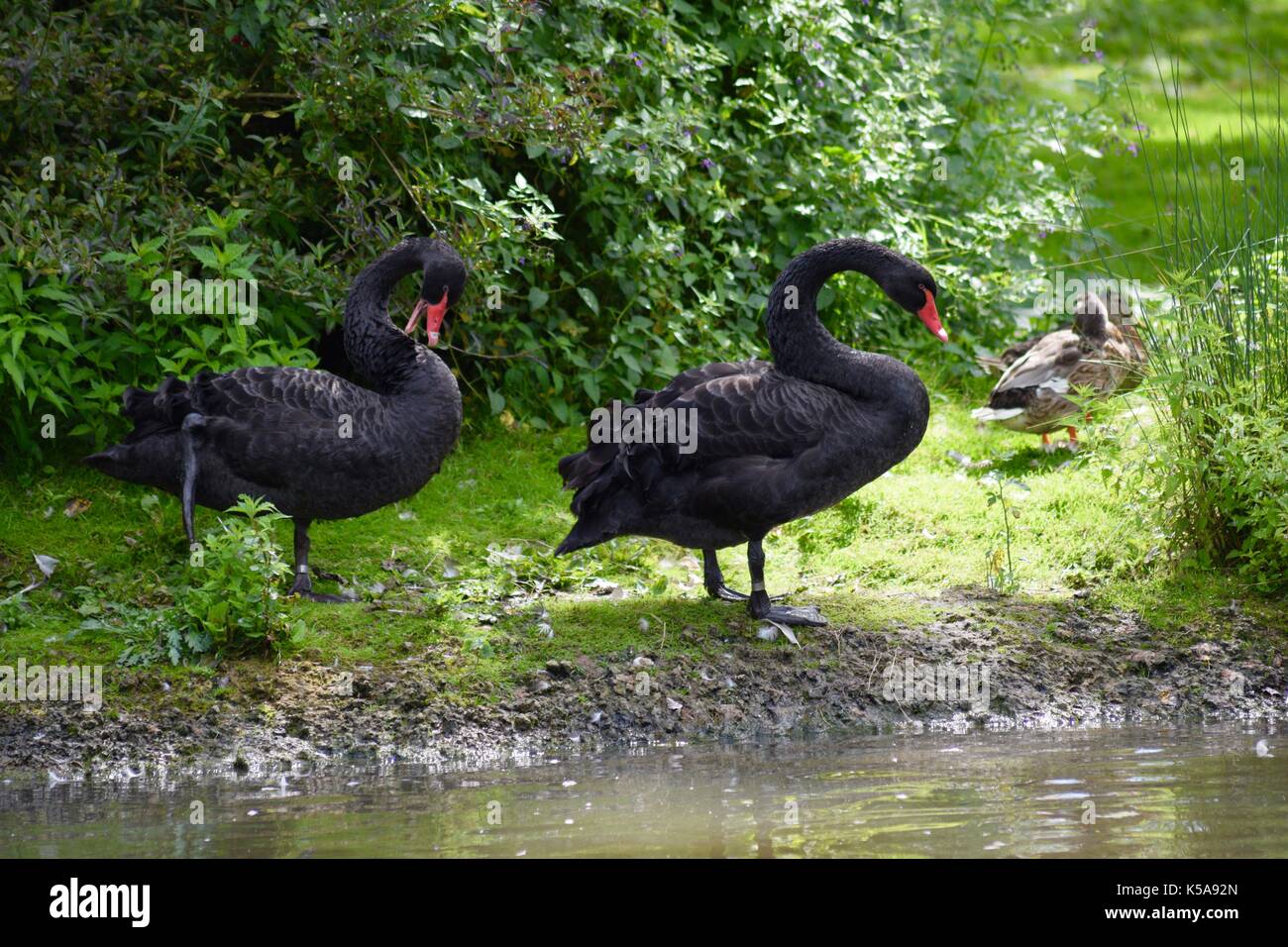 Birds from Slimbridge in Gloucester black swans Stock Photo