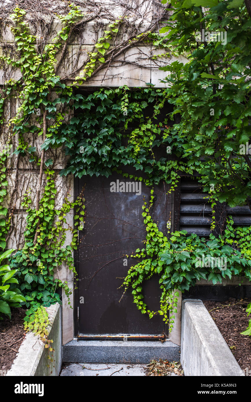 Walls covered with creepers - life and death Stock Photo - Alamy