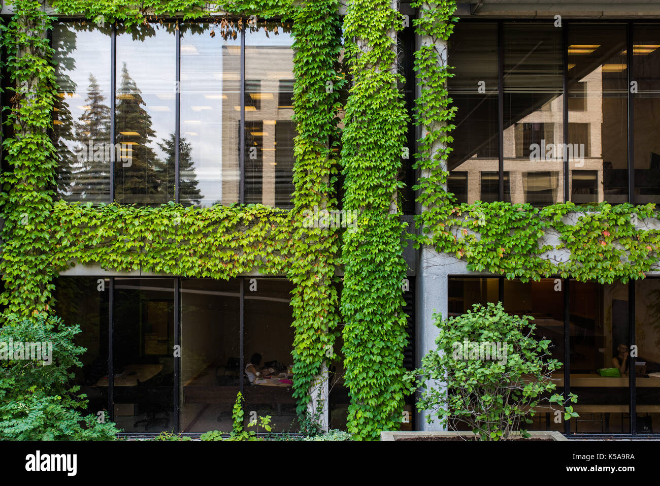 Walls covered with creepers life and death Stock Photo 158193822 Alamy