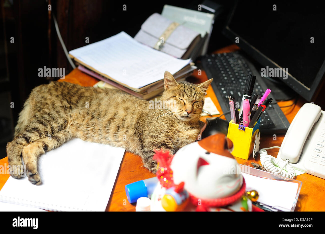 Cat Under The Table High Resolution Stock Photography and Images Alamy