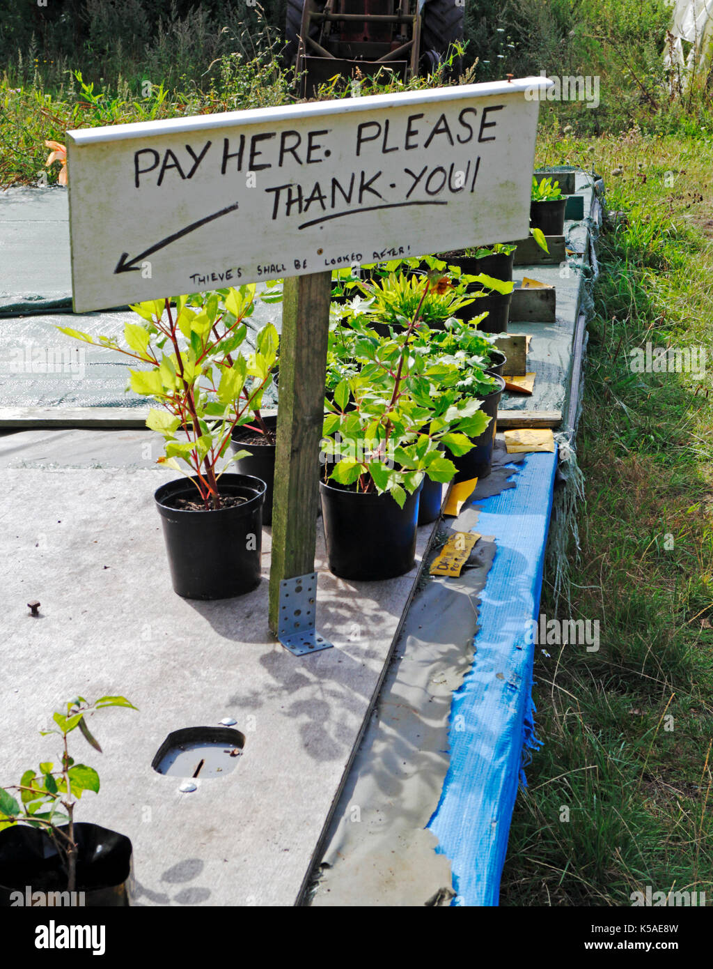 A Pay Here sign and honesty box on a roadside plant sales stall in the Norfolk countryside. Stock Photo