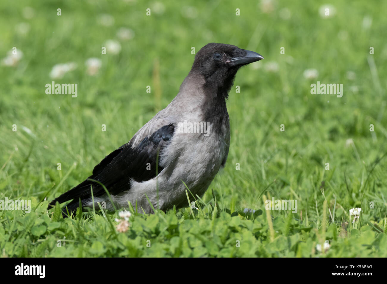 Hooded Crow (Corvus cornix) in nature. Stock Photo