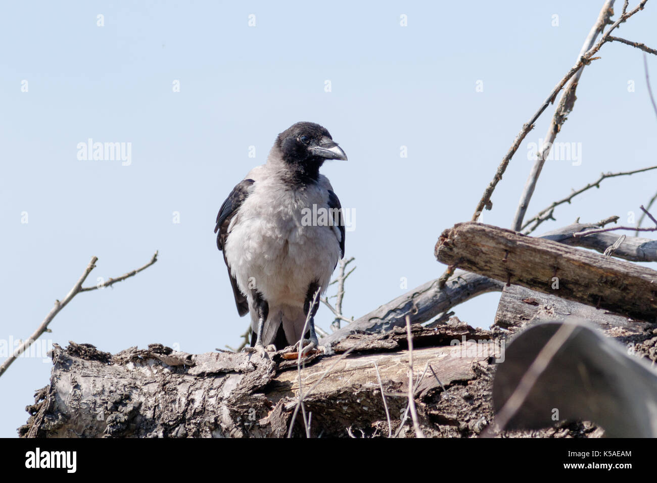 Hooded Crow (Corvus cornix) in nature. Stock Photo