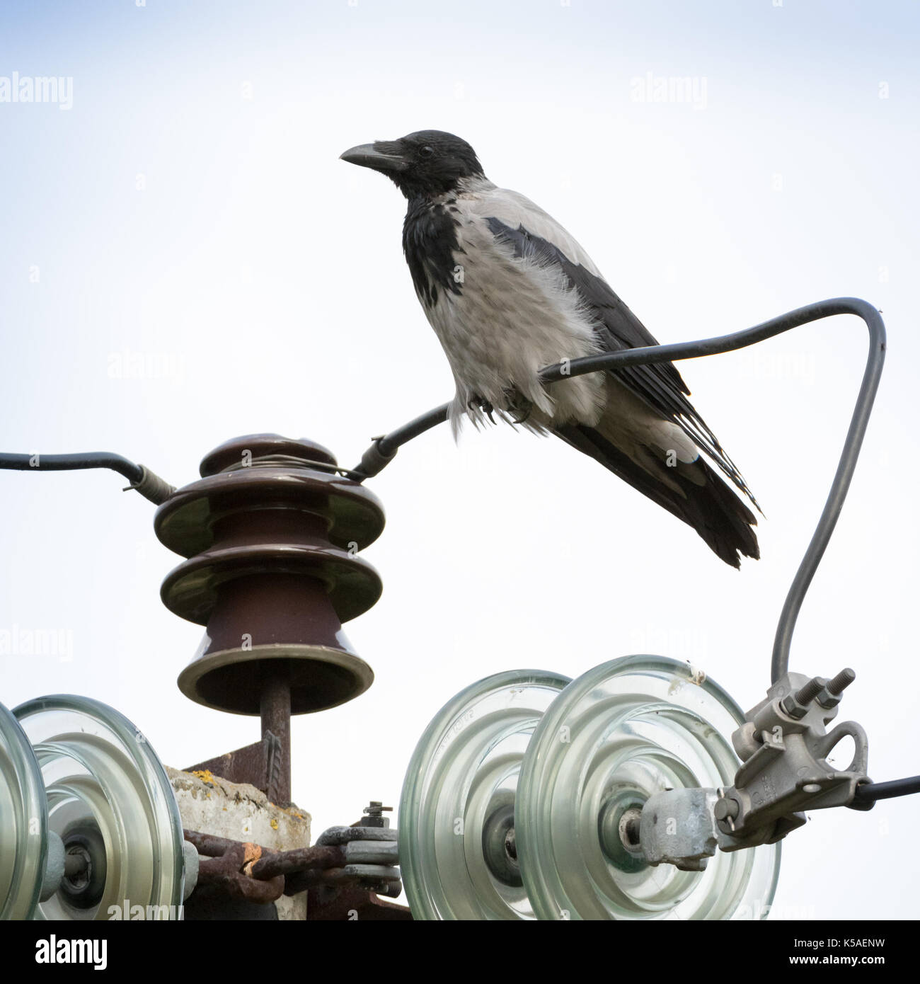 Hooded Crow (Corvus cornix) in nature. Stock Photo