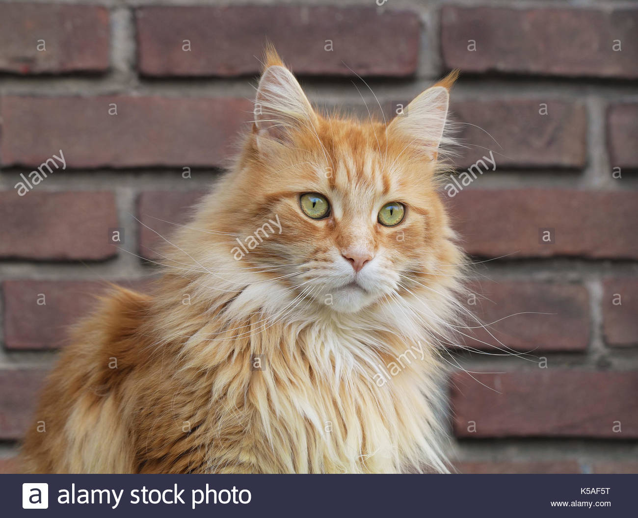 Portrait Of A Ginger Maine Coon Cat Stock Photo 158198036 Alamy
