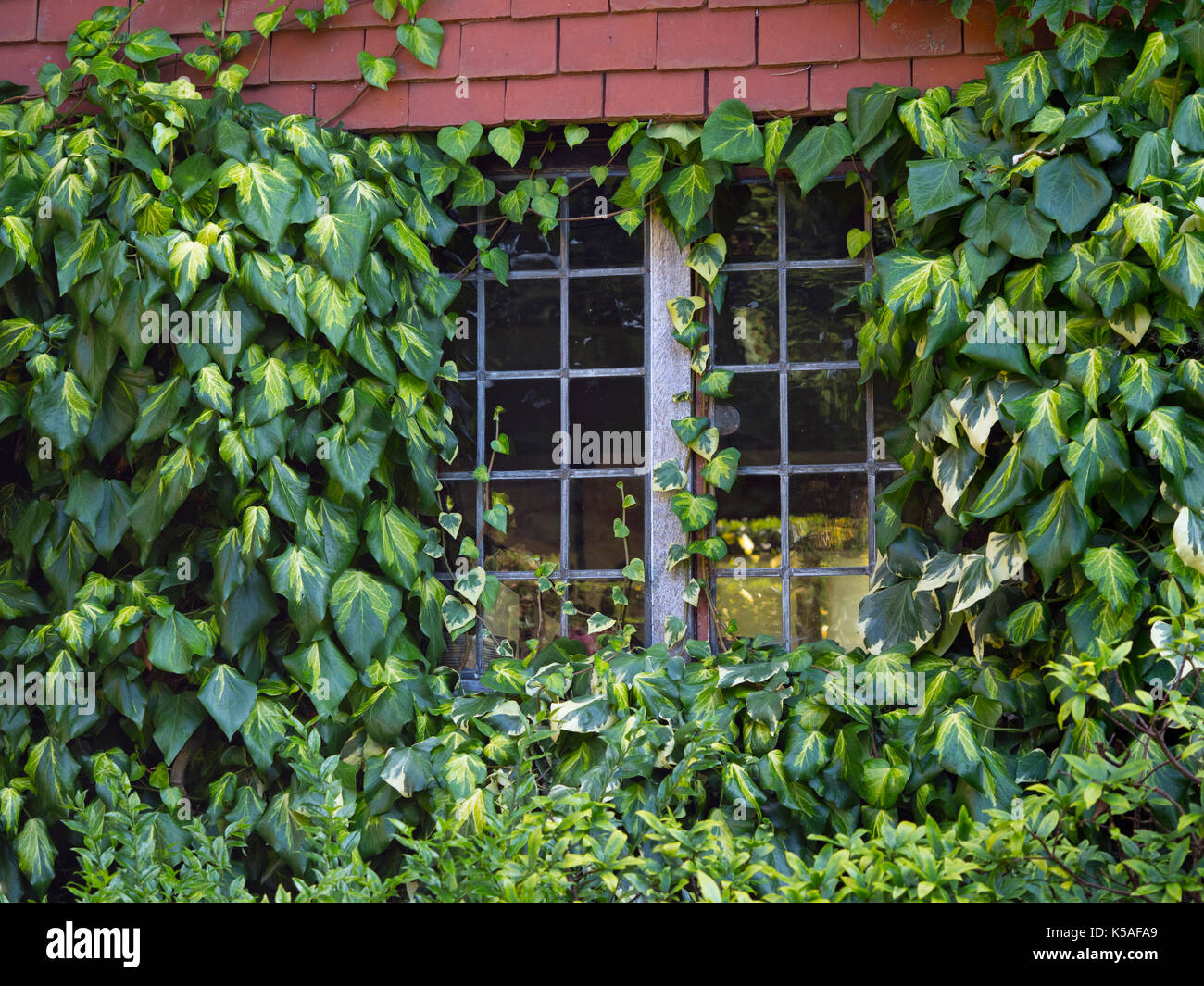 Ivy Hedera Variegata Araliaceae covering wall and window Stock Photo