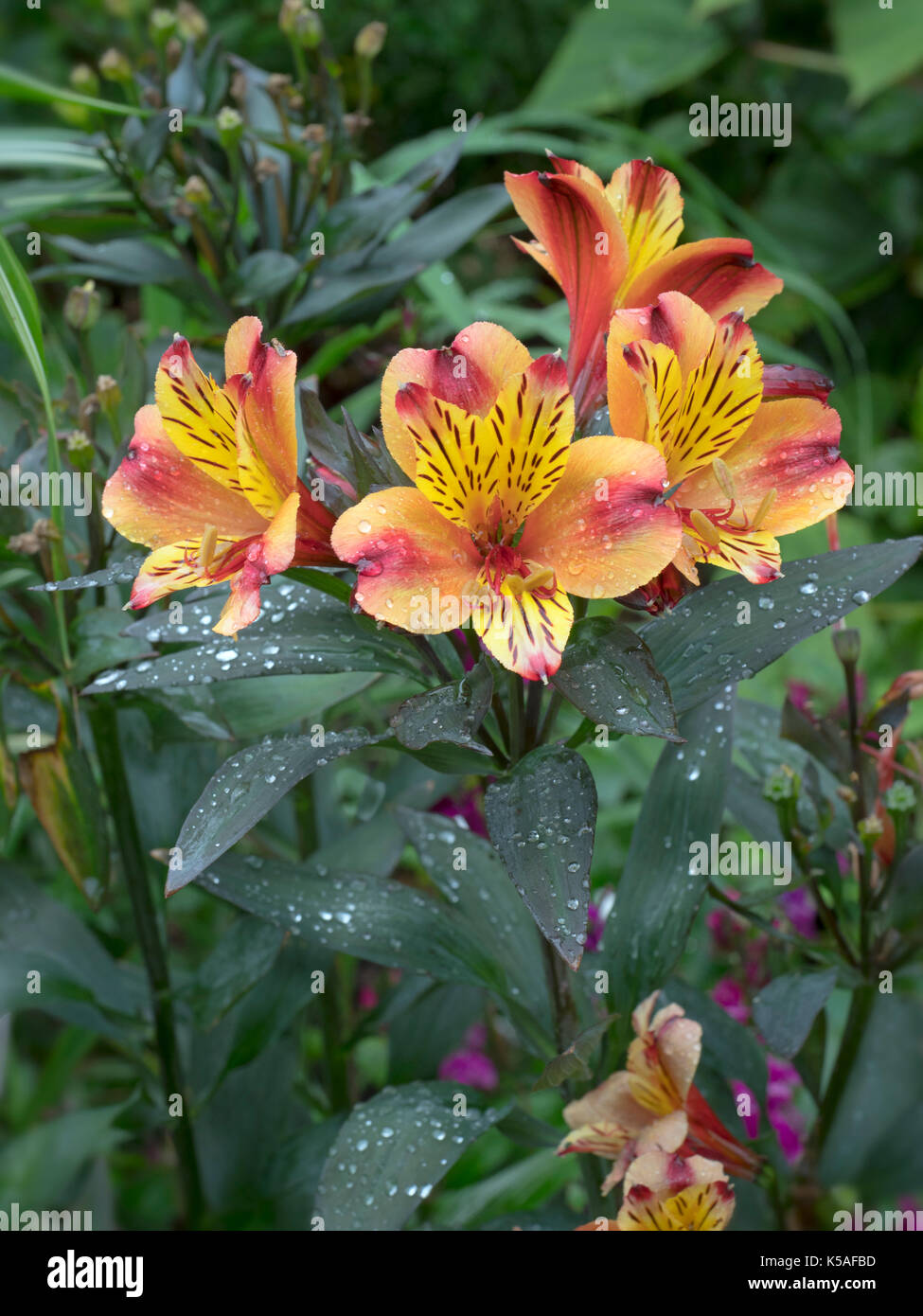 Alstroemeria Golden Delight commonly called the Peruvian lily or lily of the Incas Stock Photo