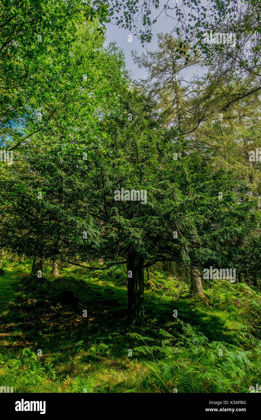 fruiting yew tree in cumbrian woodland Stock Photo