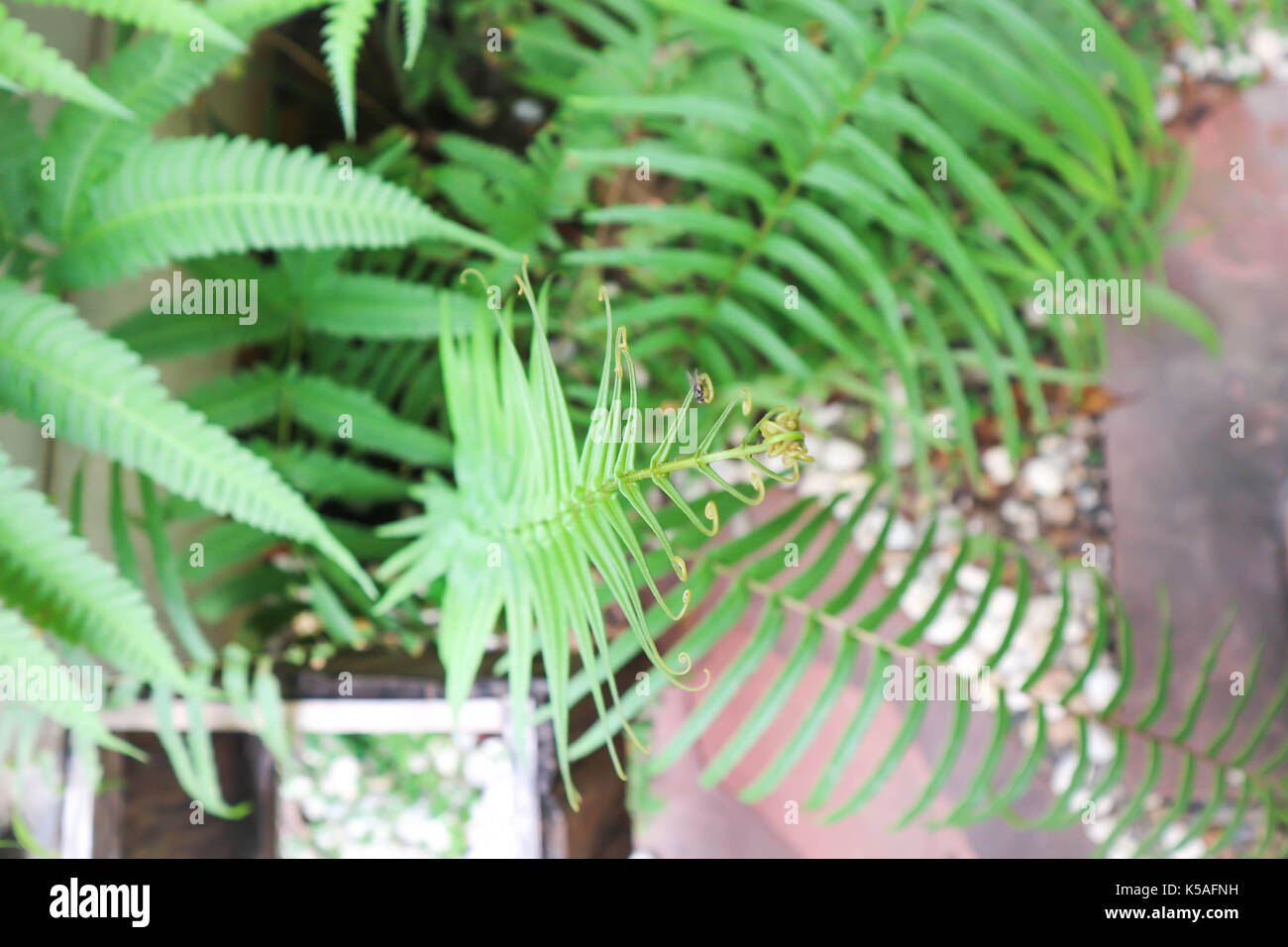 fern plant in the garden , green leaf Stock Photo