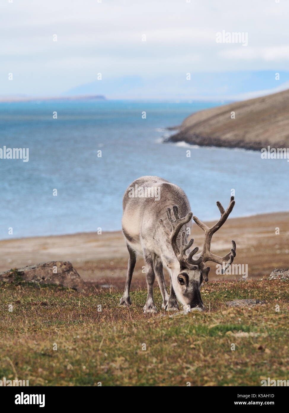 Svalbard reindeer feeding Stock Photo