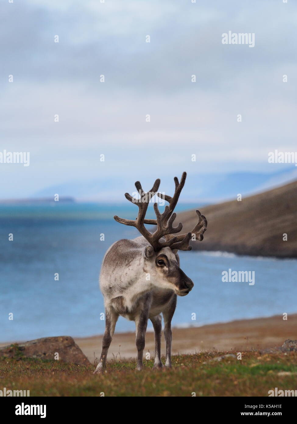 Svalbard reindeer Stock Photo