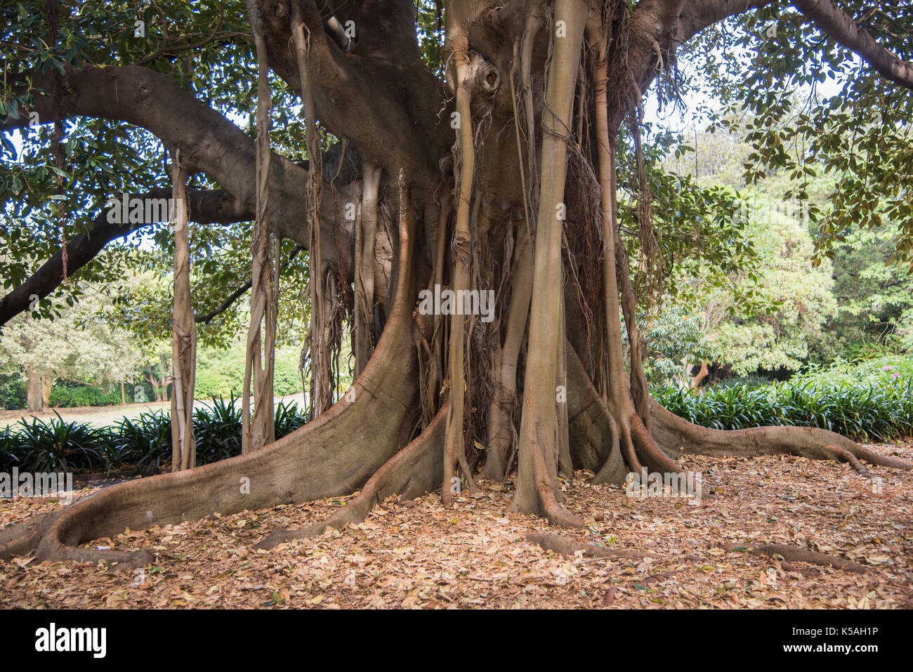 Large Moreton Bay fig tree with aerial roots at the Royal Botanic Stock