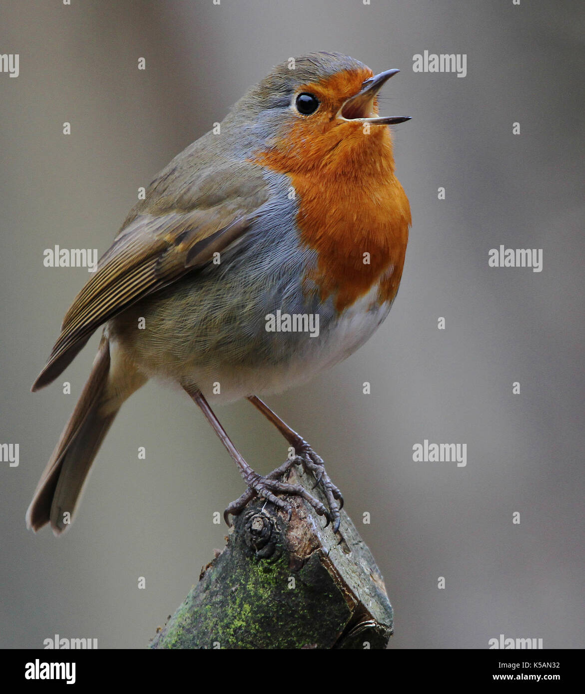 Robin worms hires stock photography and images Alamy