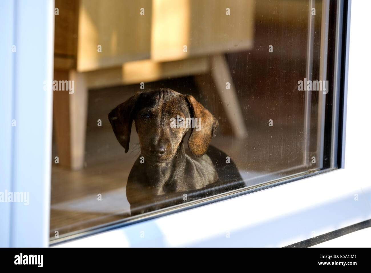A small puppy looking at the world outside its ew home through the glass window in a patio door Stock Photo