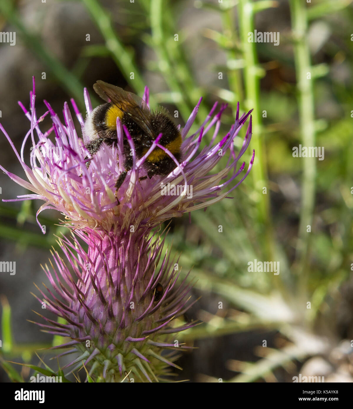 macro of a bumblebee on a summer flower Stock Photo