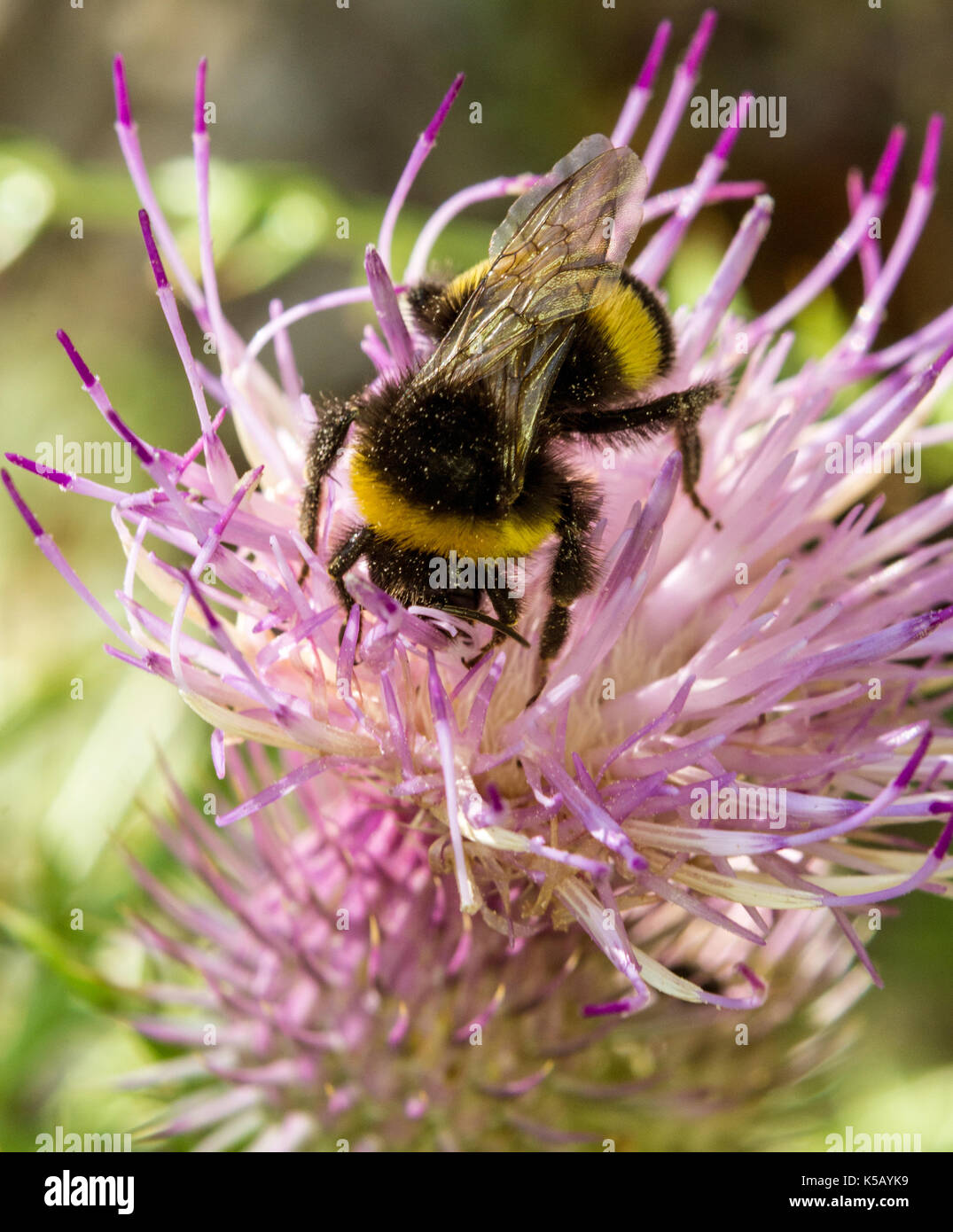 macro of a bumblebee on a summer flower Stock Photo