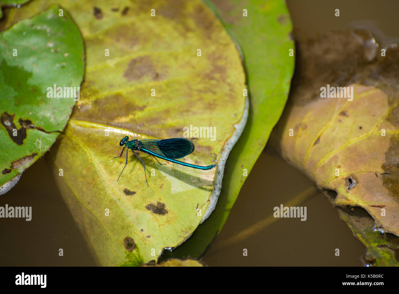Dragonfly on a big green leaf Stock Photo