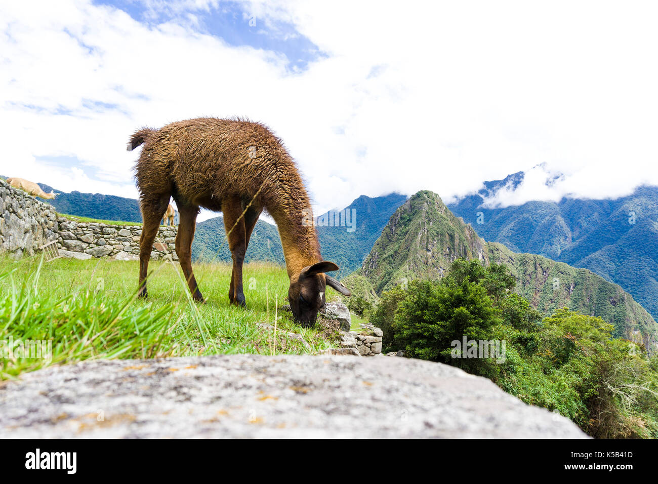 Cute brown lama on the ruins of Machu Picchu lost city in Peru Stock Photo