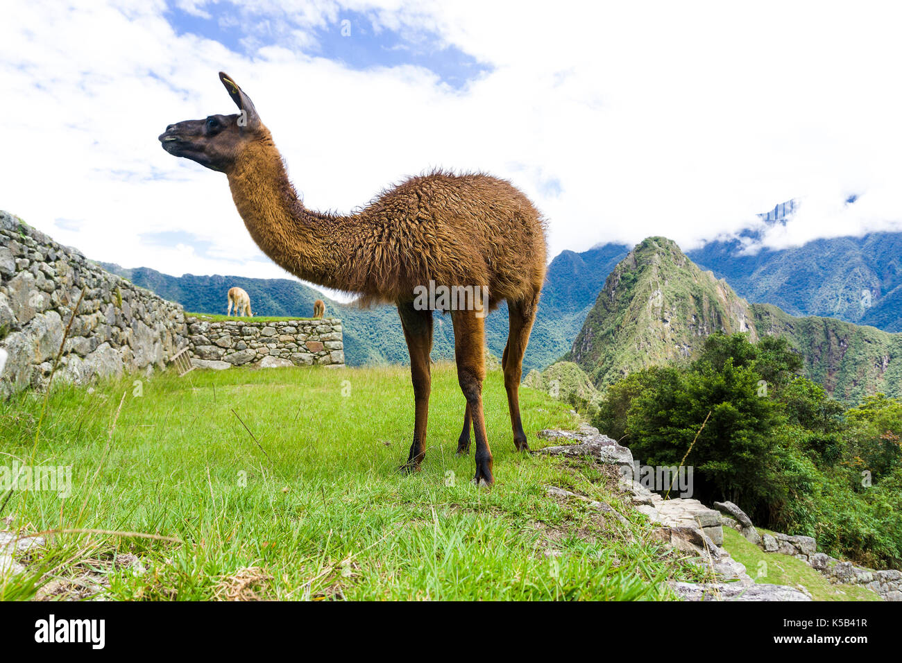 Cute brown lama on the ruins of Machu Picchu lost city in Peru Stock Photo