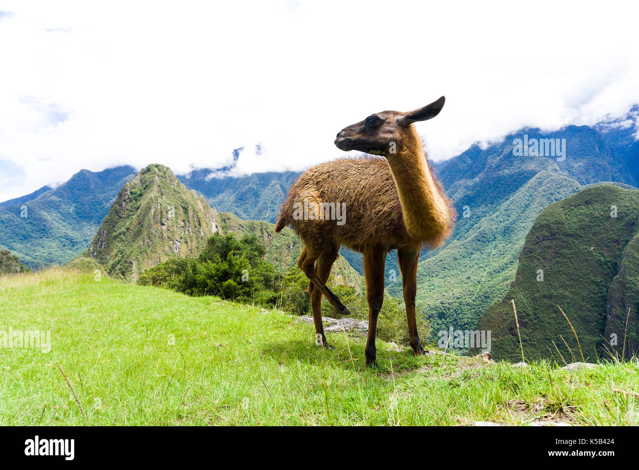Cute brown lama on the ruins of Machu Picchu lost city in Peru Stock Photo