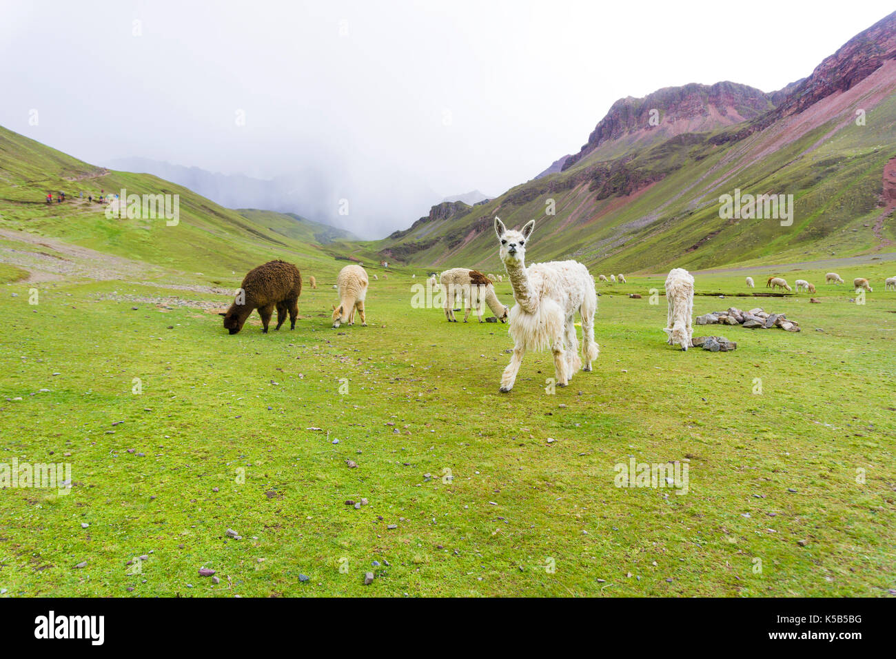 alpaca on the rainbow mountain with storm on the back Stock Photo