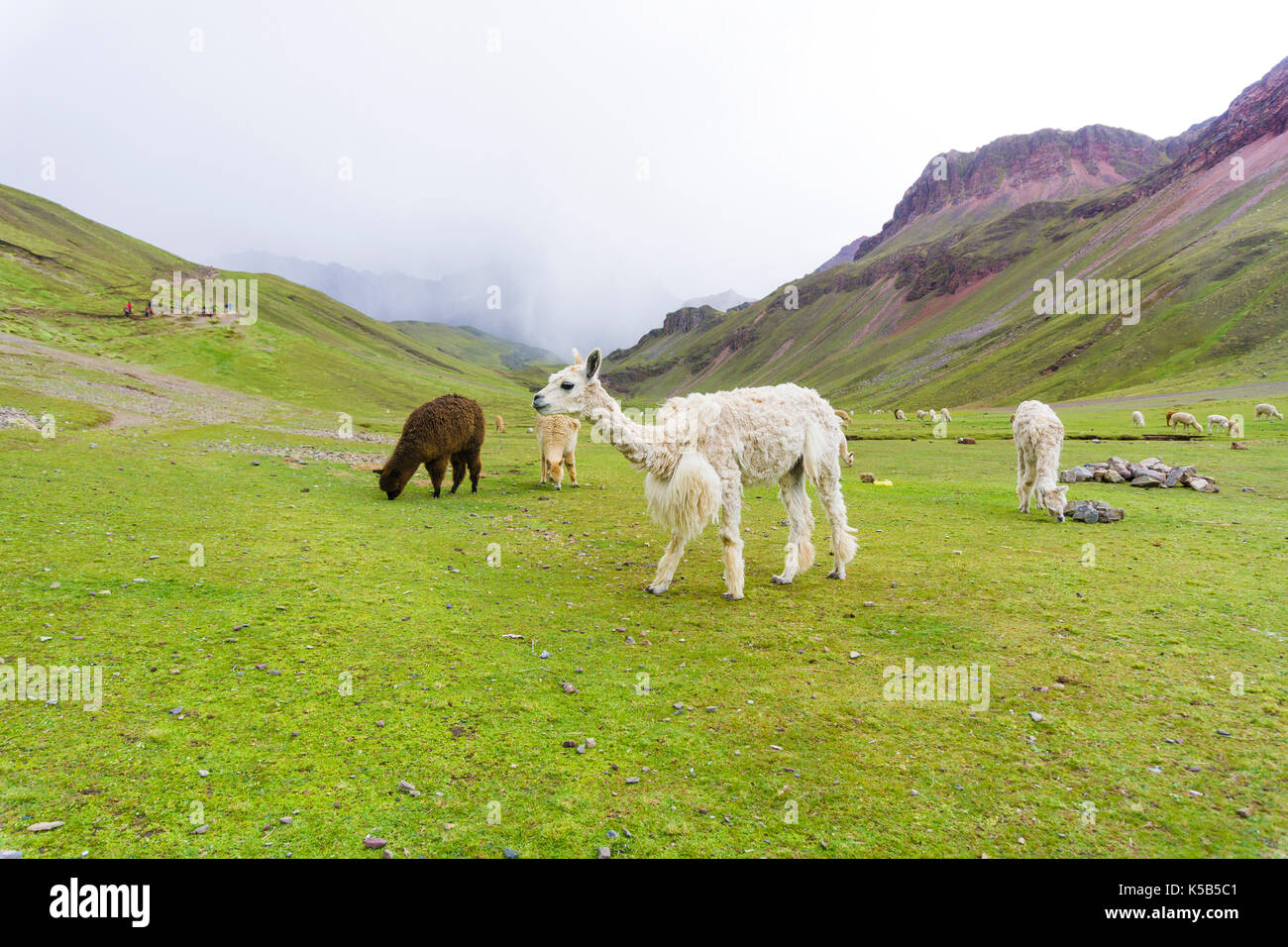 alpaca on the rainbow mountain with storm on the back Stock Photo