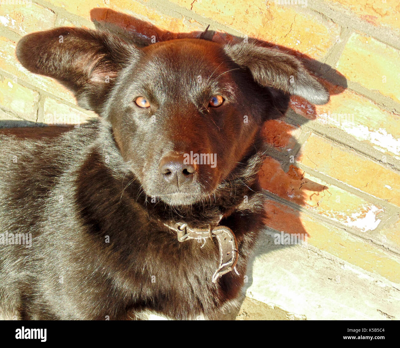 Black dog with big ears near the brick wall Stock Photo Alamy