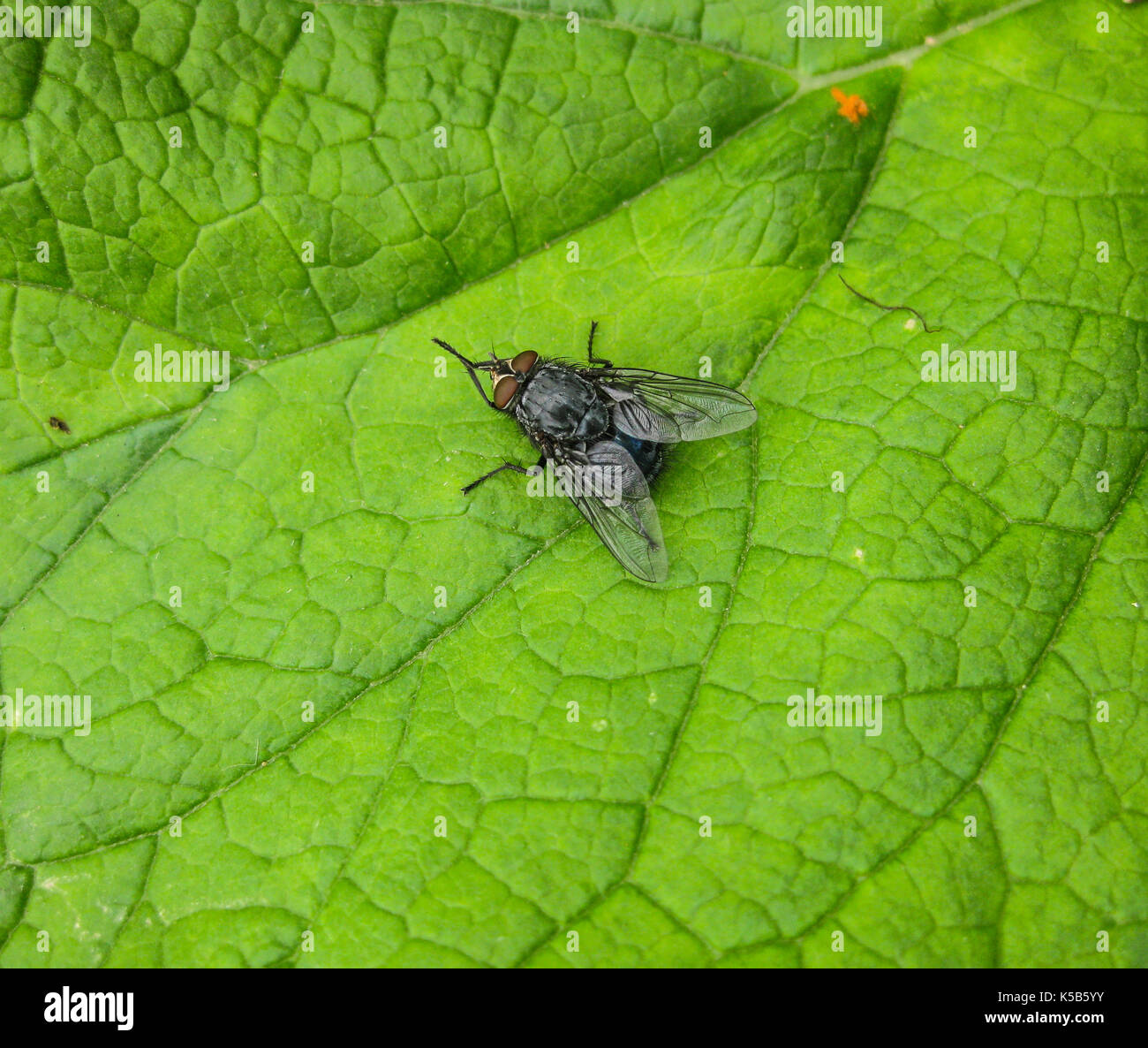 Spring Grass Fly Fly on a leaf of a grass in a garden. Spring photos of insects Stock ...