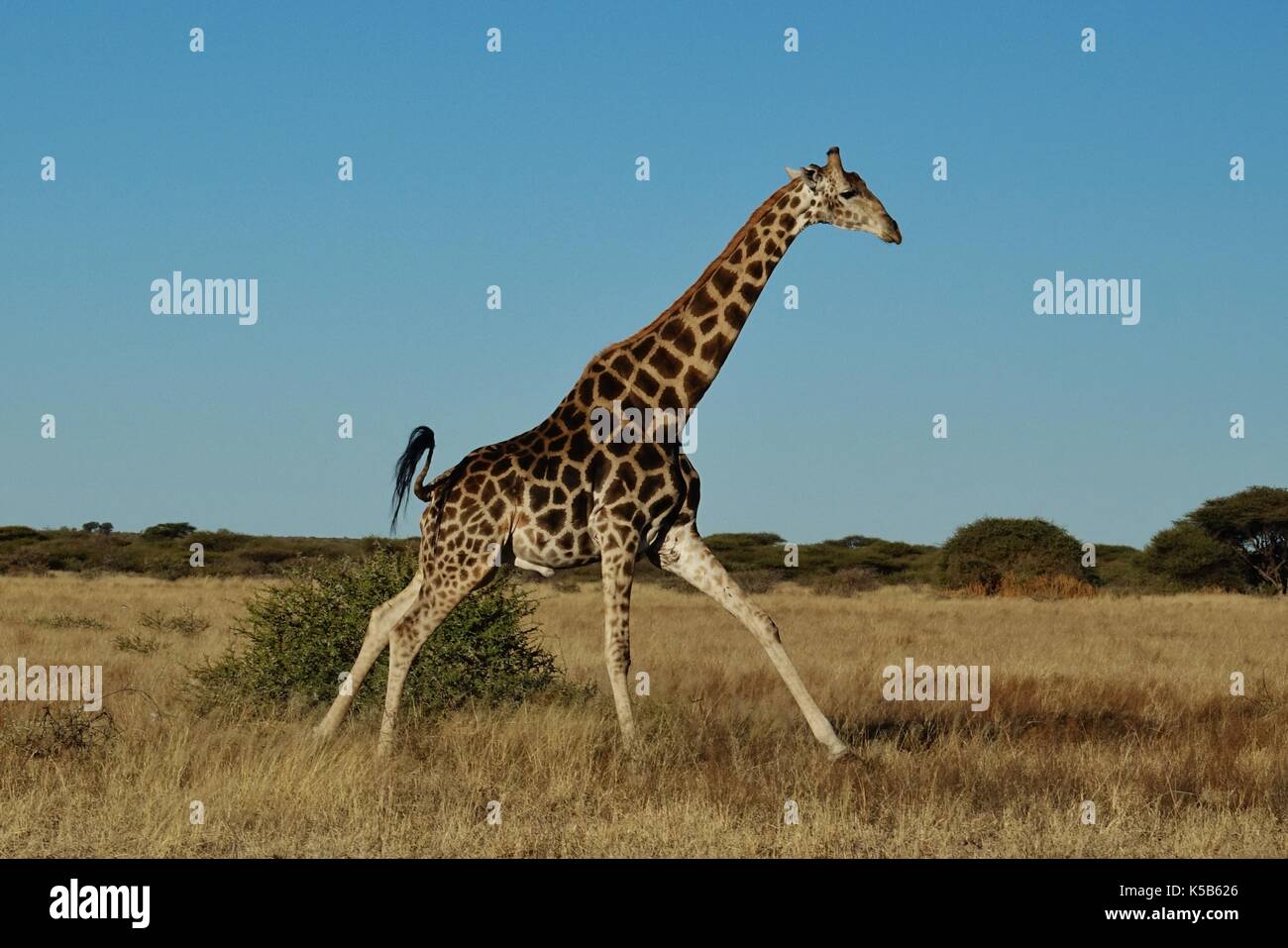 Tall giraffe running Stock Photo