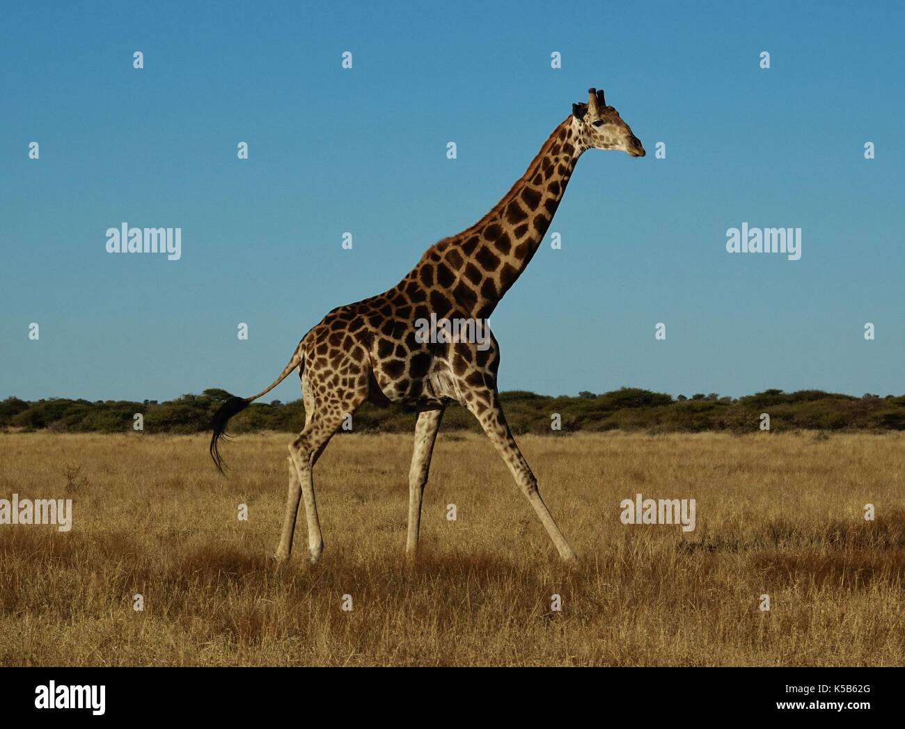 Tall giraffe walking Stock Photo