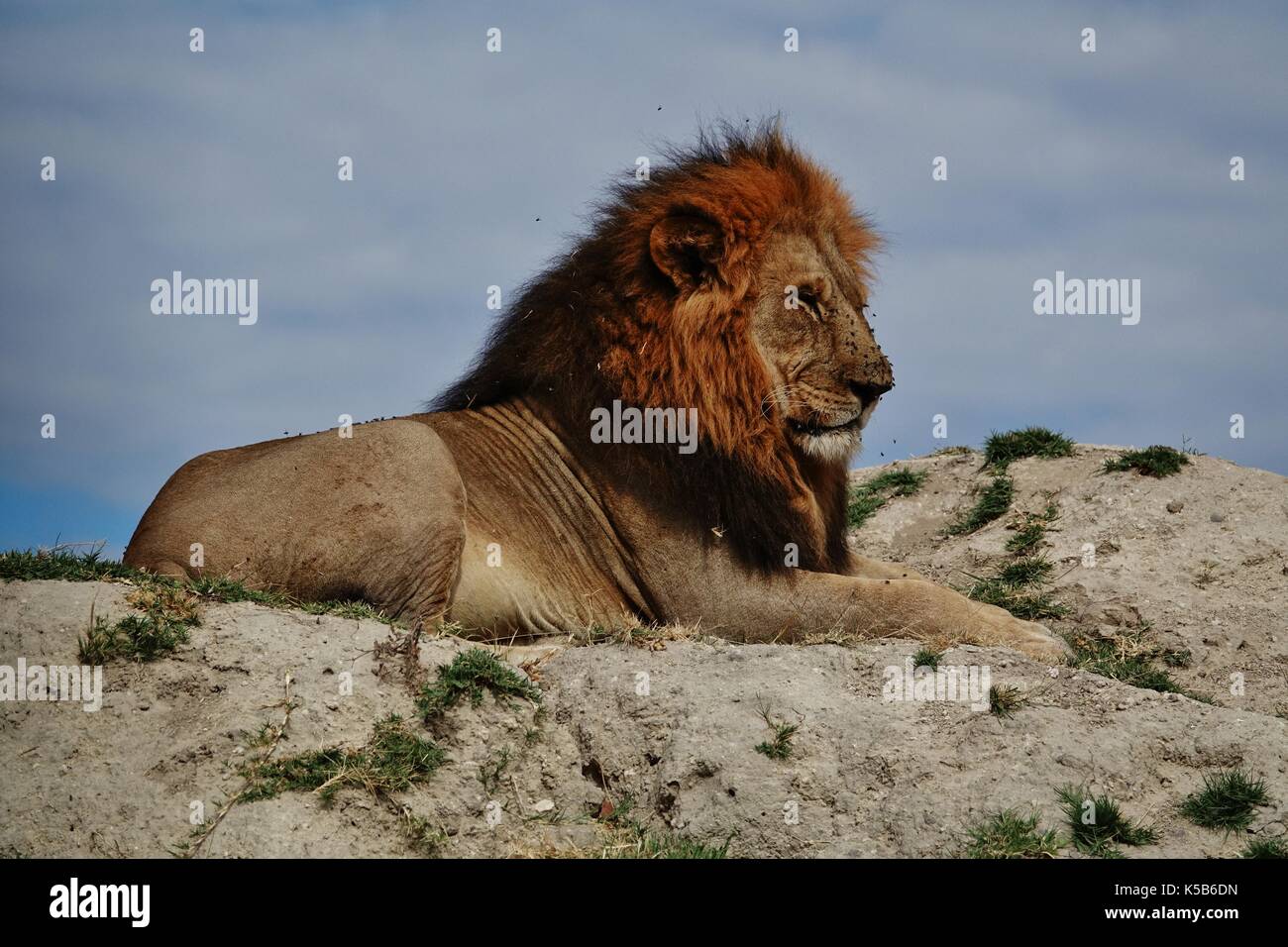 Male lion resting on hill Stock Photo Alamy