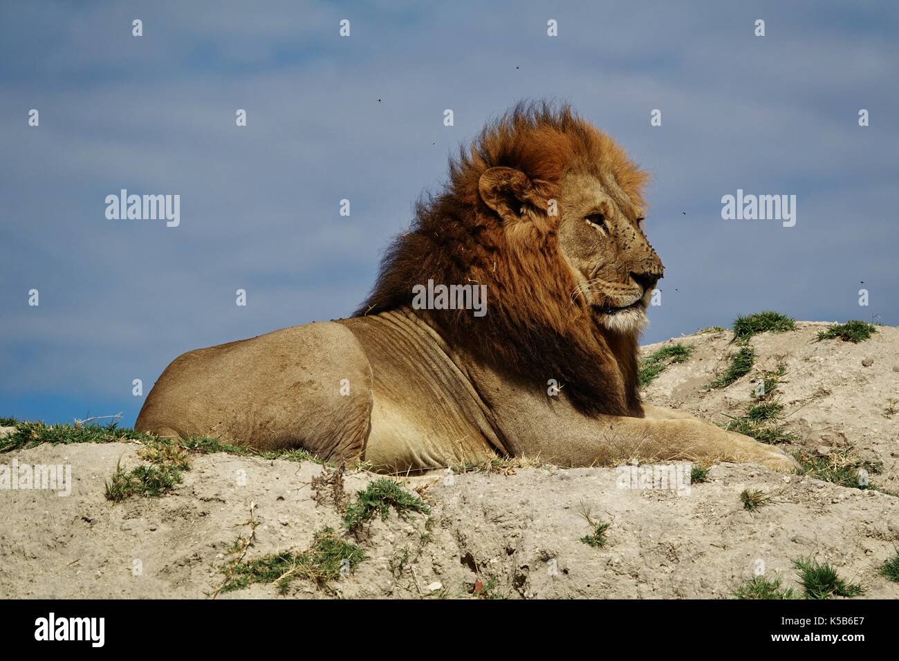 Big male lion sitting on hill Stock Photo