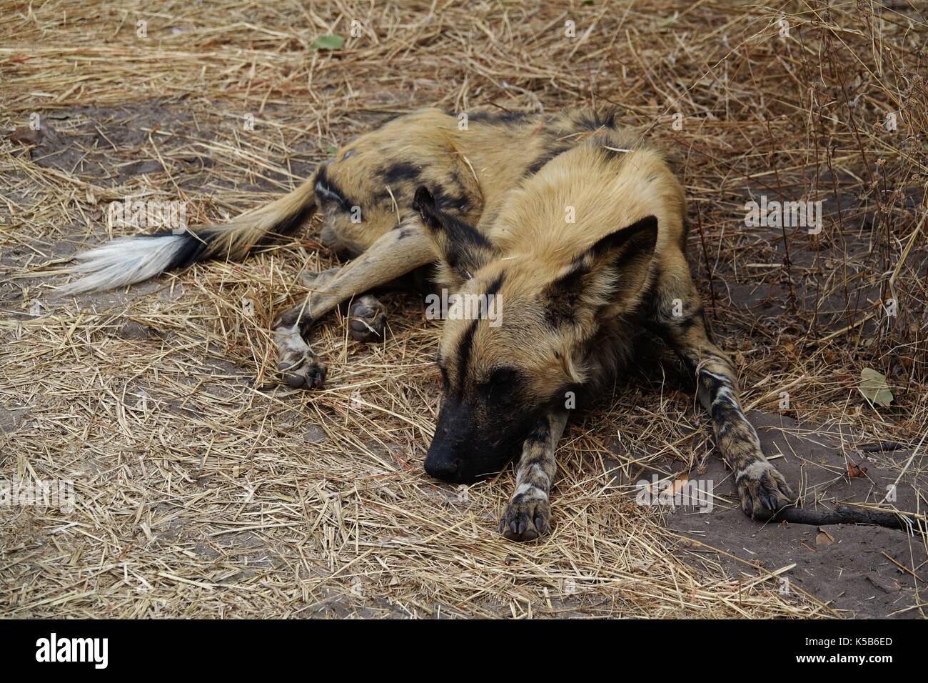 African wild dog sleeping Stock Photo