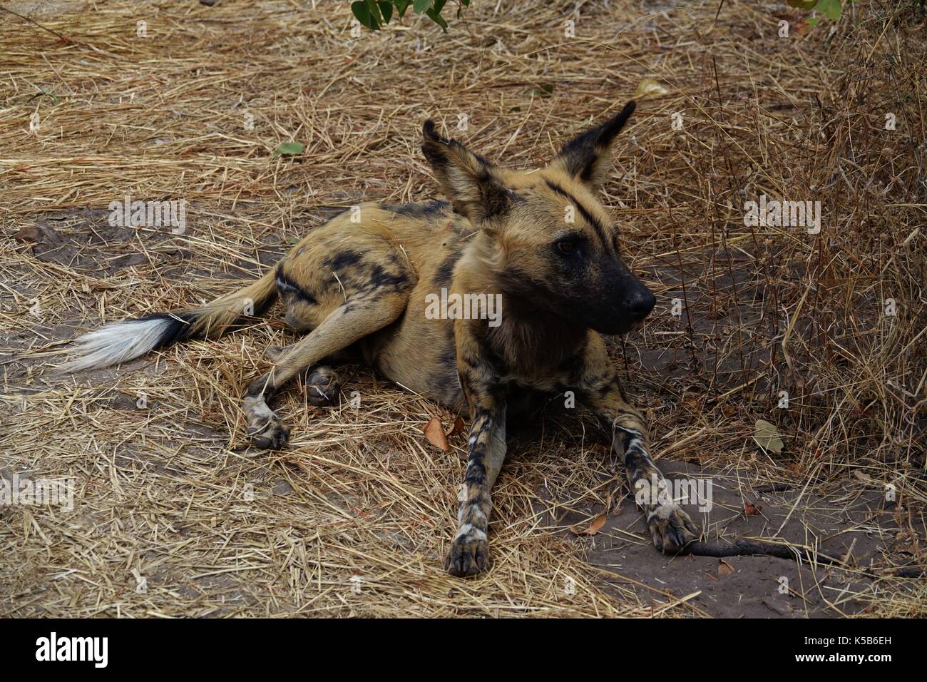 Adult African wild dog Stock Photo