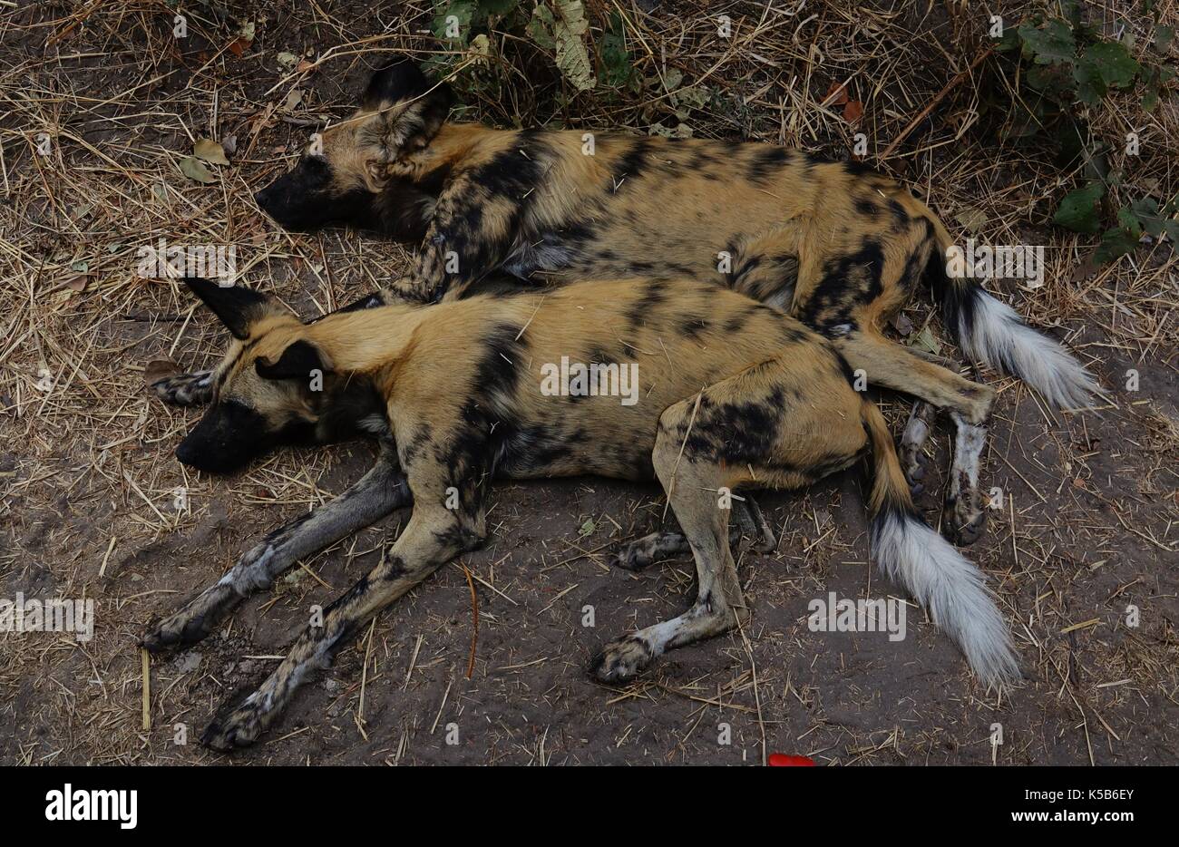 how much do wild dogs sleep