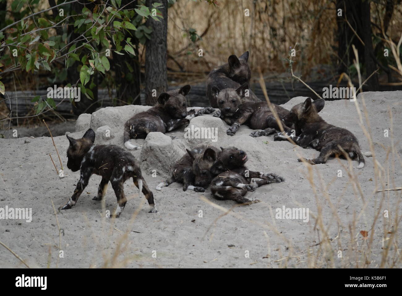 African wild dog pups playing Stock Photo